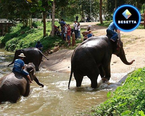 ศูนย์อนุรักษ์ช้างไทย