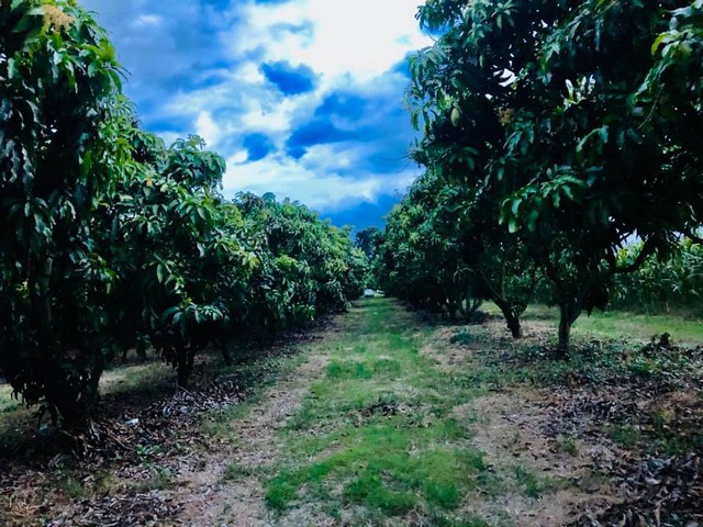 ขายที่ดินติดถนนบนเขาใหญ่ ตำบลโป่งตาลอง พร้อมกิการส่วนมะม่วงนำ้ดอกไม้สีทองส่งออก 