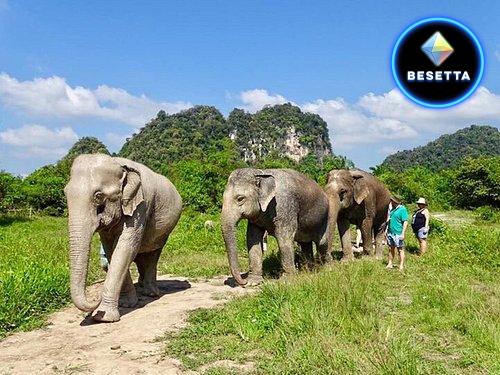 Krabi Elephant Sanctuary