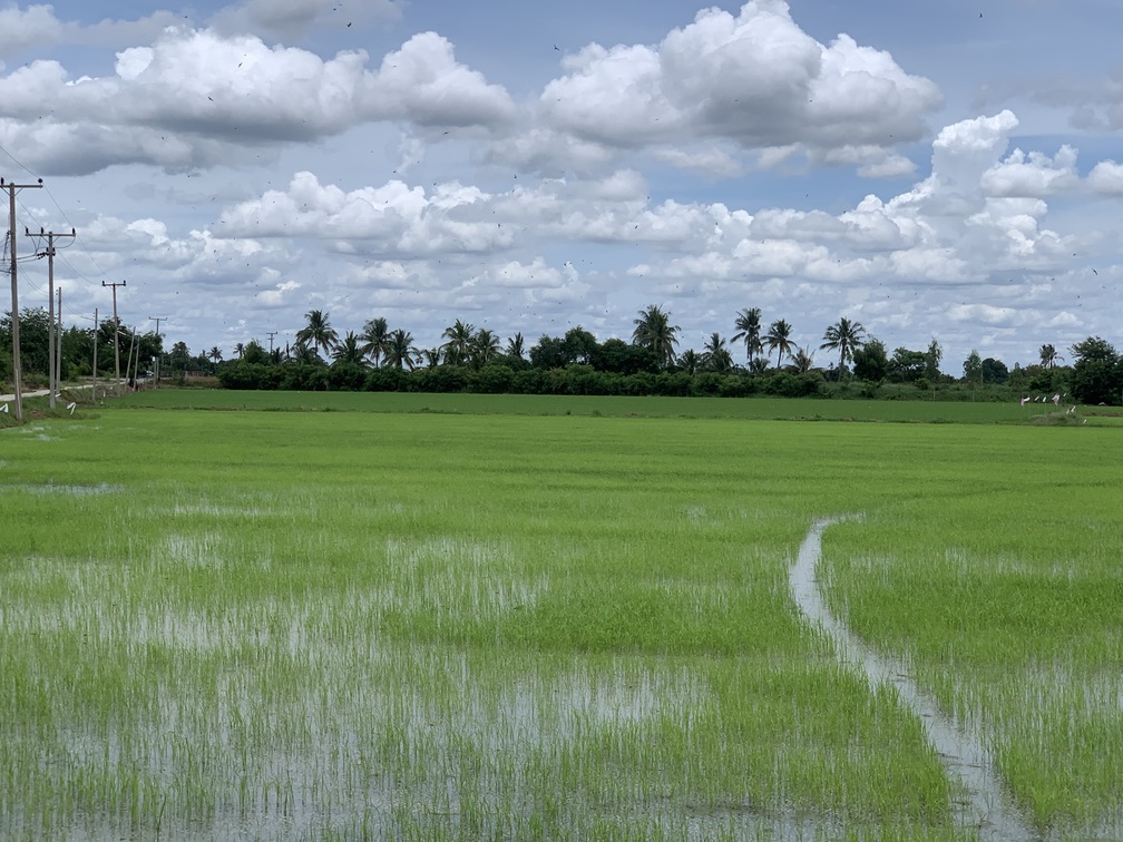 ขายที่ดินที่นาสวยมาก วังหว้า ศรีประจันต์ สุพรรณบุรี