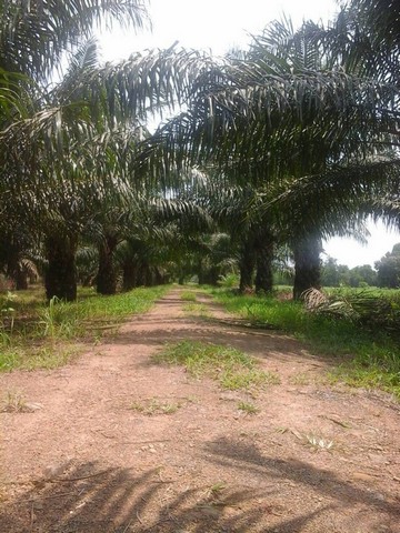 ขายที่ดิน 2แปลง 24-1-68ไร่ พร้อมบ้านสวน น้ำ-ไฟพร้อม สามารถทำสวนต่อได้เลย ในอำเภอเมืองตราด 