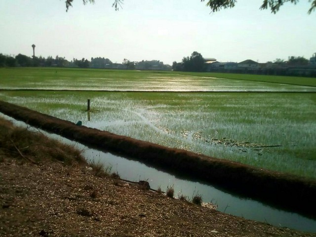 ขายที่ดิน 30-3-59 ไร่ สามโคก ท้ายเกาะ จ.ปทุมธานี ที่ดินสวย ติดถนนใหญ่ เหมาะทำการลงทุน ฯลฯ