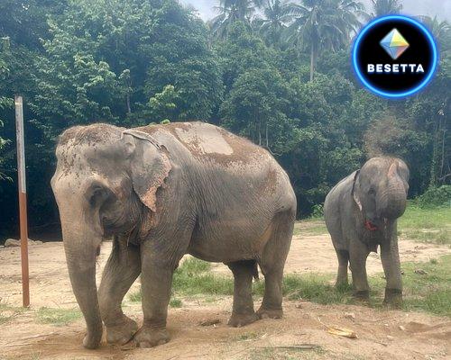 Samui Elephant Spa