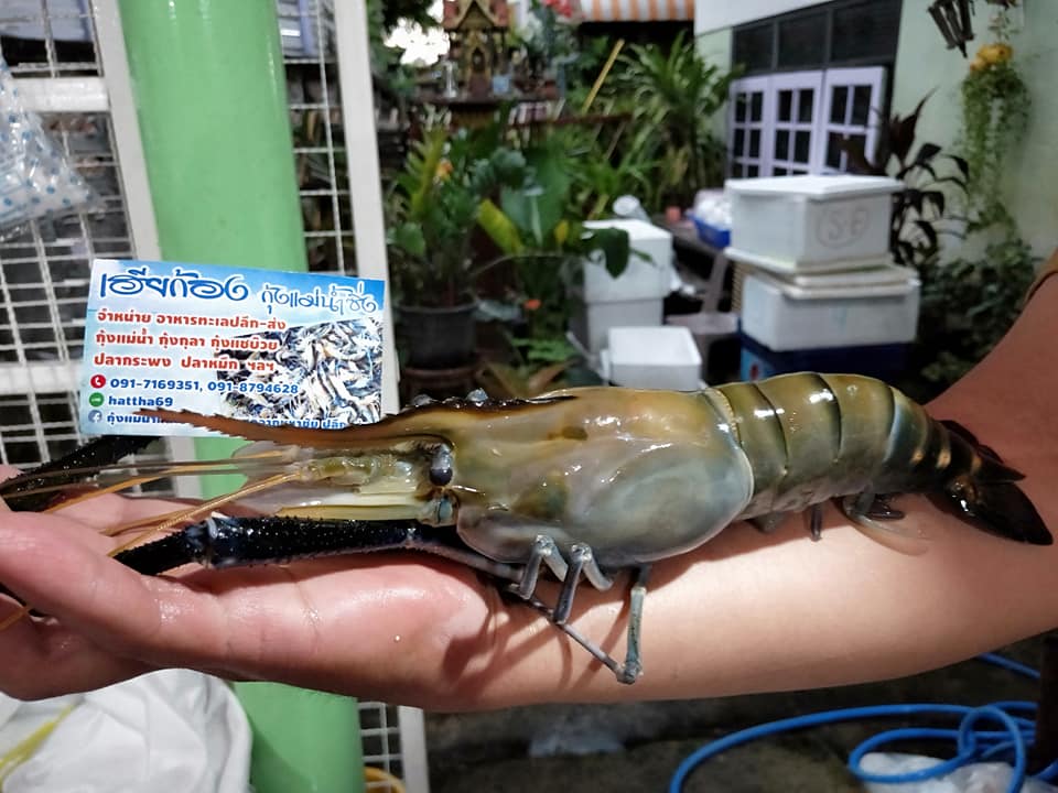 กุ้งแม่น้ำและอาหารทะเลสดจากมหาชัย ปลีก-ส่ง