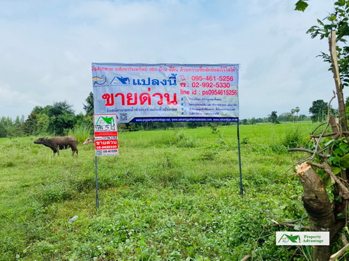 ขายที่ดิน  5  ไร่   ทำเลดี  ต.บ้านกง  อ.หนองเรือ  จ.ขอนแก่น  